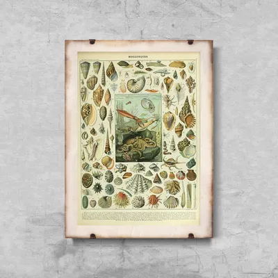 Produktbild von Poster - Canvas - Leinwand - 29,7 cm x 42 cm - Adolphe Millot Mollusques