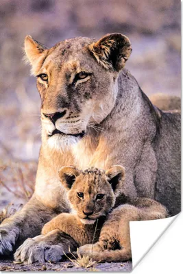 Produktbild von MuchoWow® Poster Löwin - Löwe - Junges 20x30 cm - Papierdruck