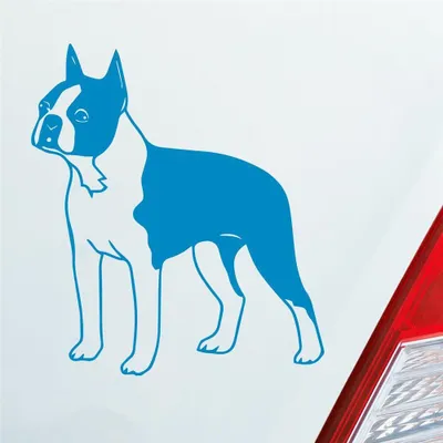 Produktbild von Auto Aufkleber Boston Terrier Hund Dog Animal 12x10 cm Hellblau Sticker Heckscheibenaufkleber