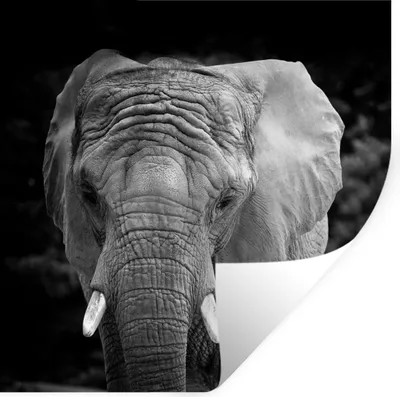 Produktbild von MuchoWow® Wandtattoo Wandsticker Wandaufkleber Elefant - Afrika - Schwarz - Weiß 80x80 cm Selbstklebend und Repositionierbar - Wierderverwendbar - Selbstklebend