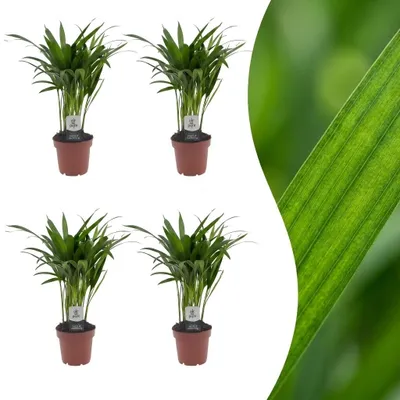Produktbild von Green boutiQ - Areca Lutescens - Goldfruchtpalme - 4 Pflanzen - Topf 12cm - Höhe - 45cm