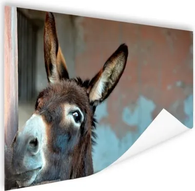 Produktbild von MuchoWow® Poster Esel 60x40 cm - Schlafzimmerdekoration