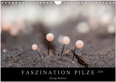 Produktbild von FASZINATION PILZE 2026 (Wandkalender 2026 DIN A4 quer), CALVENDO Monatskalender