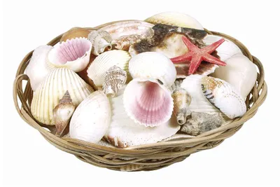 Produktbild von Muscheln & Seestern im Korb, ca. 15 x 5 cm, ca. 390 g