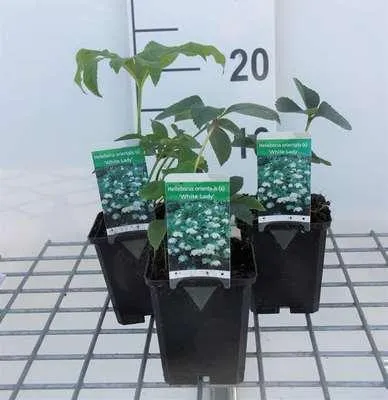 Produktbild von 6 x  Helleborus or. 'White Lady' - Lenzrose - Topf 9 x 9 cm