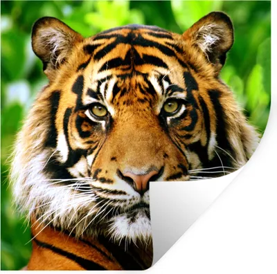 Produktbild von MuchoWow® Wandtattoo Wandsticker Wandaufkleber Tiger - Kopf - Wald 30x30 cm Selbstklebend und Repositionierbar - Repositionierbar - Wasser abweisend