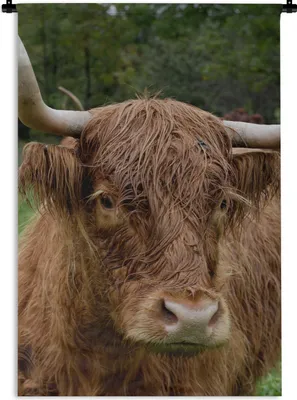 Produktbild von MuchoWow® Wandteppich Wandbehang Schottische Highlander - Tiere - Gras 120x180 cm Tapisserie Dekoration Wandtuch - Schlafzimmer - Dekorationen für das Haus