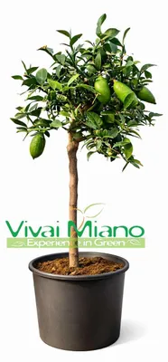 Immagine prodotto di Pianta di Finger Lime Bianco (vaso - 20)