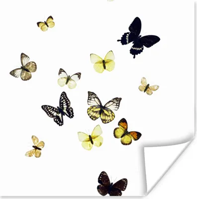 Produktbild von MuchoWow® Poster Schmetterlinge auf weißem Hintergrund 50x50 cm - Wohnzimmerdekoration