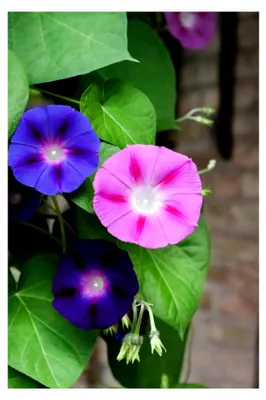 Produktbild von 100 Samen Prunkwinde Ipomoea Purpurea, Kletterpflanze