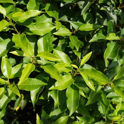 Immagine prodotto di 2 x alloro portoghese - Prunus lusitanica 'Angustifolia' | 40-50 cm in contenitore