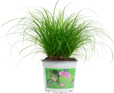 Produktbild von Katzengras "Zumula" – Natürliches Knabbergras für gesunde Katzen, ca. 25 cm hoch, Topf-Ø 12 cm