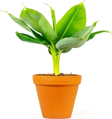 Obrázok produktu pre Gardners Musa Tropicana, priemer 12 cm