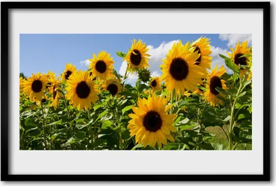 Produktbild von Bild 60x40 MDF-Rahmen Wandkunst Sonnenblume Pflanze