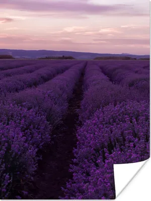 Produktbild von MuchoWow® Poster Lavendel - Lila - Blumen - Natur 120x160 cm - Wandbilder