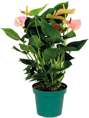 Produktbild von Bloomique - Anthurium Andreanum - Rosa - Flamingoblume - Blühende Zimmerpflanzen - Pflegeleicht - Höhe 40-50 cm - Topf 14 cm