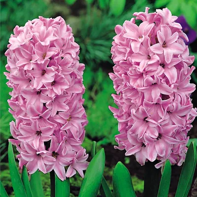 Image de Jacinthe Bulbes de fleurs Fleurs Hyacinthus rose XXL 3 pcs.