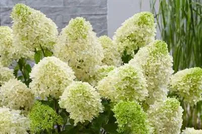 Zdjęcie produktu dla Hydrangea pan. 'Skyfall'® - Rispenhortensie 40- 50 cm Pojemnik