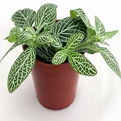 Productafbeelding van 5 stuks! Mini Fittoria Wit Viridi kamerplant Warentuin Natuurlijk