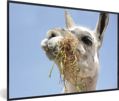 Produktbild von MuchoWow® MuchoWow® Gerahmtes Poster Alpaka - Tier - Lebensmittel 30x20 cm - Poster mit zchwarzem Bilderrahmen - Kunstdruck - Bild-Poster