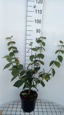 Zdjęcie produktu dla Viburnum carlesii 'Juddii' - Kula śnieżna 30-40 cm - Pojemnik