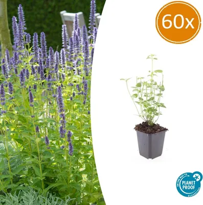Image de Plante vivace ornementale - Agastache rugosa 'Black Adder' - Pot de 9 cm - Lot de 60 plantes