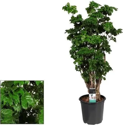 Image de Polyscias « Roble » Ø 21 cm, 80 cm – Plante d'intérieur à grandes feuilles