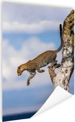 Produktbild von MuchoWow® Poster Leopard - Baum - Sprung 60x90 cm - Wanddekoration