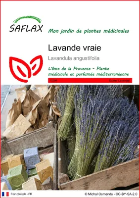 Image de SAFLAX  - Lavande vraie - 150 graines - Lavandula