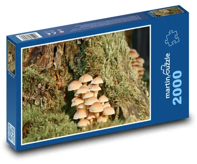 Produktbild von Puzzle 2000 Waldpilzkönigreich - martinpuzzle
