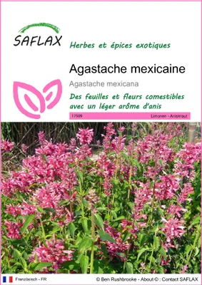 Image de SAFLAX  - Agastache mexicaine - 50 graines - Agastache