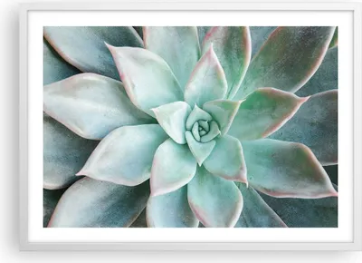 Produktbild von Gerahmtes Poster - Weißer Rahmen - Blau Blätter Agave - 70x50 cm - Wand Bild - Wanddeko - Wandbilder - Kunstposter - Wandposter - Bilderrahmen - Bilder - Kunstdruck - Wanddekoration - P2WAA70x50-4628