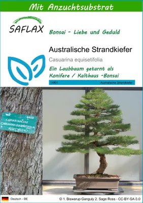 Produktbild von SAFLAX - Australische Strandkiefer - Casuarina equisetifolia - 200 Samen - Mit keimfreiem Anzuchtsubstrat