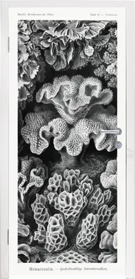 Obrázek produktu pro MuchoWow® Plakát na dveře - Umění - Korál - Ernst Haeckel - Staří mistři - Příroda - 215x85 cm - Samolepicí fólie na dveře