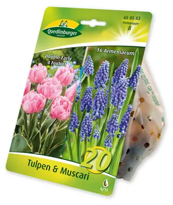 Produktbild von Tulpen gefüllt Muscari (20 Stück) | Tulpenzwiebeln von Quedlinburger