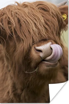 Produktbild von MuchoWow® Poster Schottischer Highlander - Braun - Tiere 80x120 cm - Papierdruck