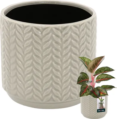 A large ceramic pot with a textured pattern is shown next to a smaller potted plant.
