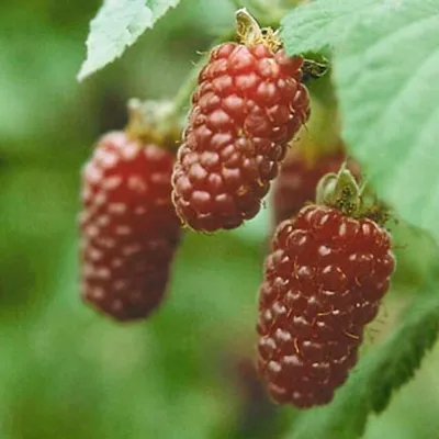 Produktbild von Tayberry Kreuzung zwischen Himbeere und Brombeere 60-100 cm 3,5 Liter Topf