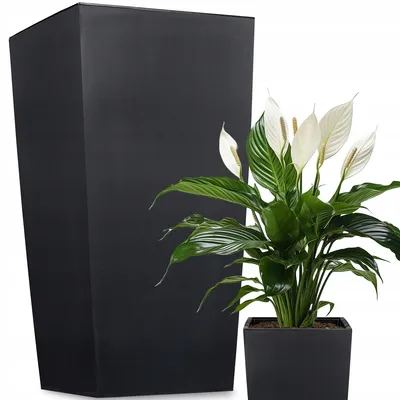 A black planter and a peace lily plant are shown against a white background.