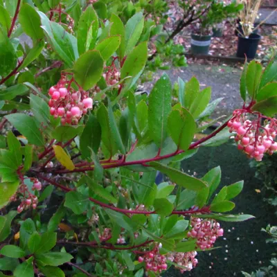 Obrázok produktu pre 2 x  stromček jahodník  - Arbutus unedo 'Compacta'  | 40-50 cm v kontajneri