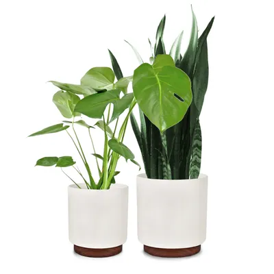 Produktbild von Fox & Fern Blumentopf im 2er-Set, Blumentopf Gross für Innen/Außen, Übertopf UV- & Frostbeständig, Polystone-Blumentöpfe Weiß, Blumentopf 25 cm Durchmesser, Großer Pflanzentopf für Zimmerpflanzen