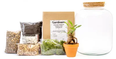 Obrázok produktu pre Gardners Sklenená nádoba KERRIA ZASAĎ SI SÁM Ficus microcarpa ginseng, L