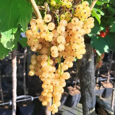 A close-up view of a branch of white currants on a plant, with green leaves and brown branches visible.