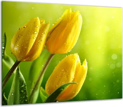 Obrázok produktu pre Kryt varnej dosky Keramický kryt varnej dosky splashback sklo 60x52cm Tulipány