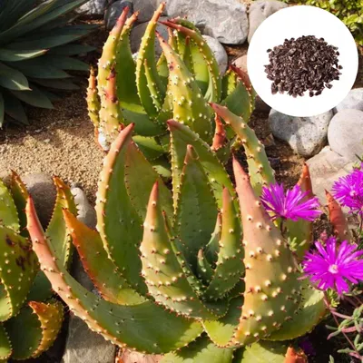 Obrázok produktu pre Aloe Aculeata - 10 ks semien - Odolná voči suchu - Aloe ostnitá - Nenáročná na starostlivosť