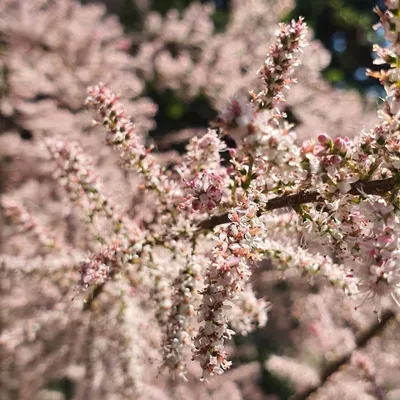 Produktbild von Frühblühender Strauch 2L, 0,3m hoch, rosa Blüten, reichblühend, trockenheitsresistent