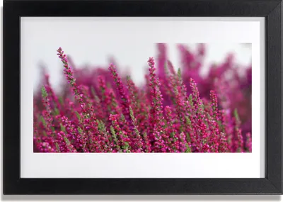 Produktbild von Bild 30x20 MDF-Rahmen Wandkunst Blumen Wiese Natur Pflanze