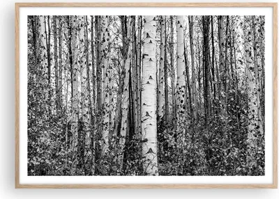 Produktbild von Gerahmtes Poster - Rahmen in heller Eiche - Birken Wald Monochrom - 100x70 cm - Wand Bild - Wanddeko - Wandbilder - Kunstposter - Wandposter - Bilderrahmen - Bilder - Kunstdruck - P2NAA100x70-4643