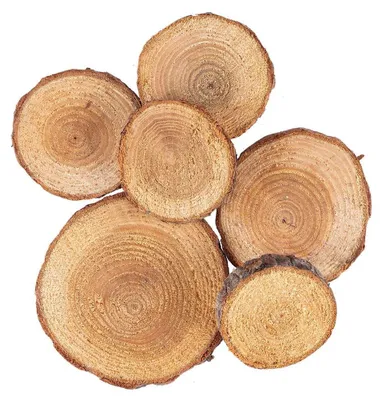 Baumscheiben aus Kiefernholz, Ø 2,2–5,5 cm, 36 g, 0,5 cm dick