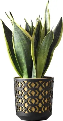 Immagine prodotto di Lamela | vaso da fiori | azteco | con inserto | nero-oro | 19 cm